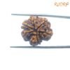 6-Mukhi-Rudraksha-Nepal-22.73-Mm-Bp-C.jpg