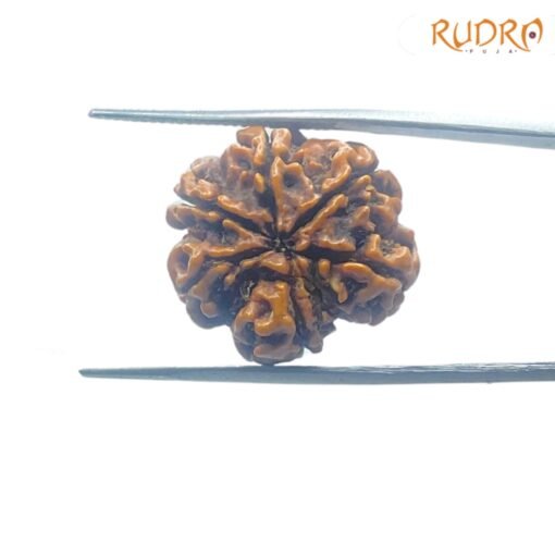 6-Mukhi-Rudraksha-Nepal-22.73-MM-BP-C.jpg