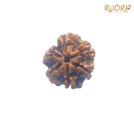 6-Mukhi-Rudraksha-Nepal-22.73-MM-FP-C.jpg