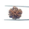 6-Mukhi-Rudraksha-Nepal-22.73-Mm-Mp-C.jpg