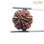 6 Mukhi Rudraksha Nepal ( 23.85 MM)