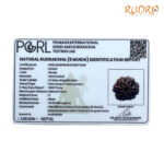 6 Mukhi Rudraksha Nepal ( 23.85 MM)
