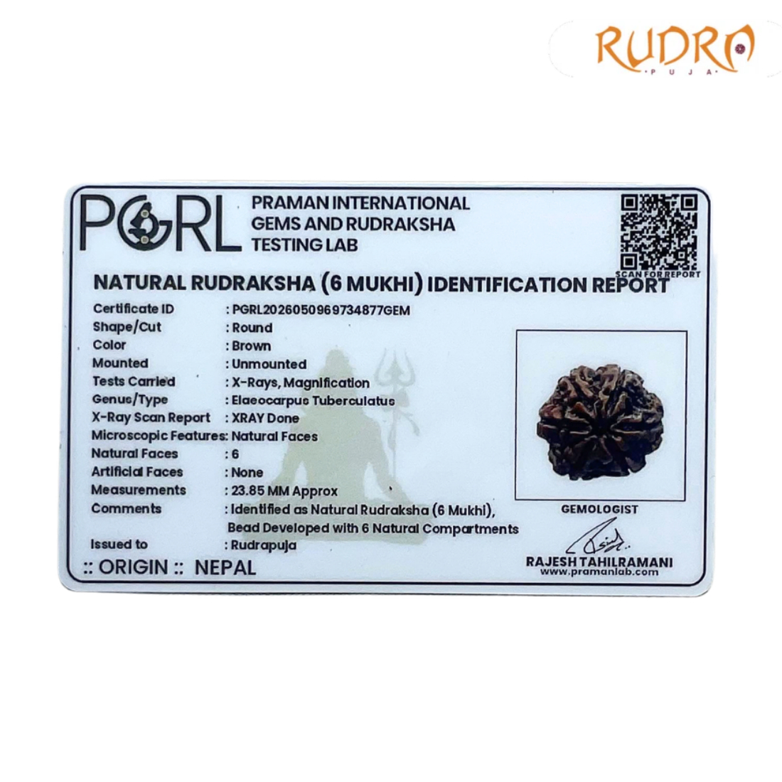 6 Mukhi Rudraksha Nepal ( 23.85 MM)