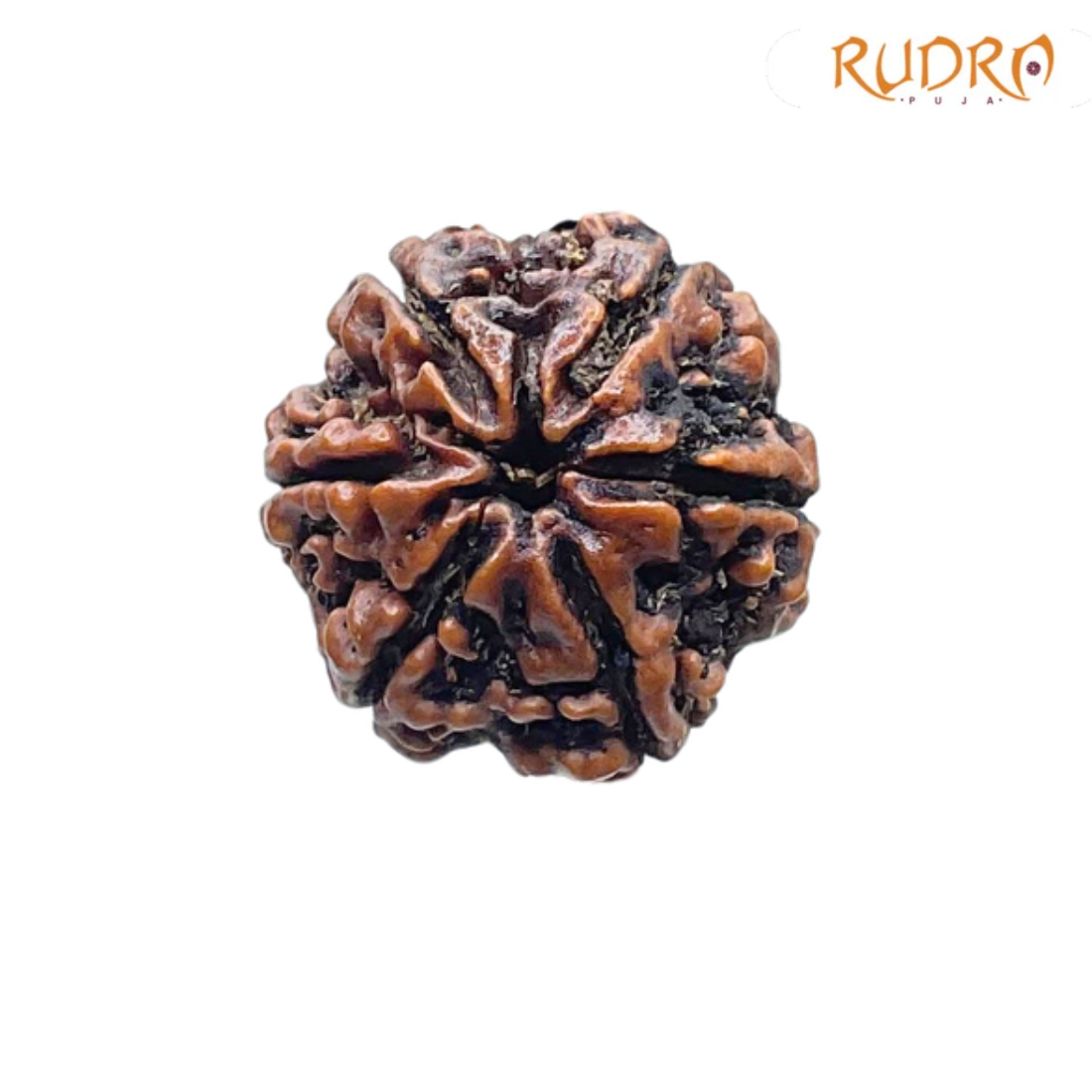 6 Mukhi Rudraksha Nepal ( 23.85 MM)