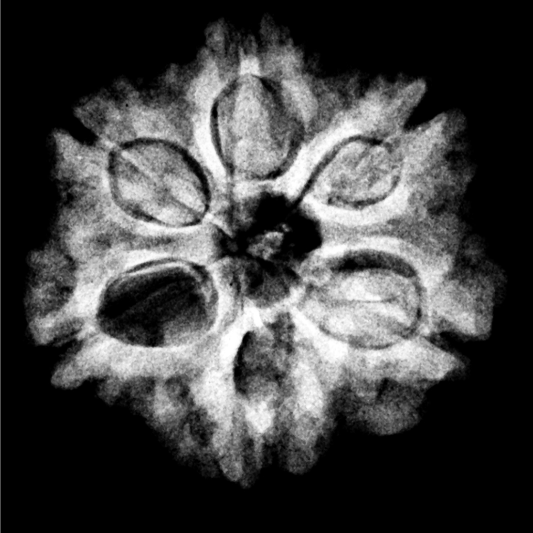 6 Mukhi Rudraksha Nepal ( 23.85 MM)