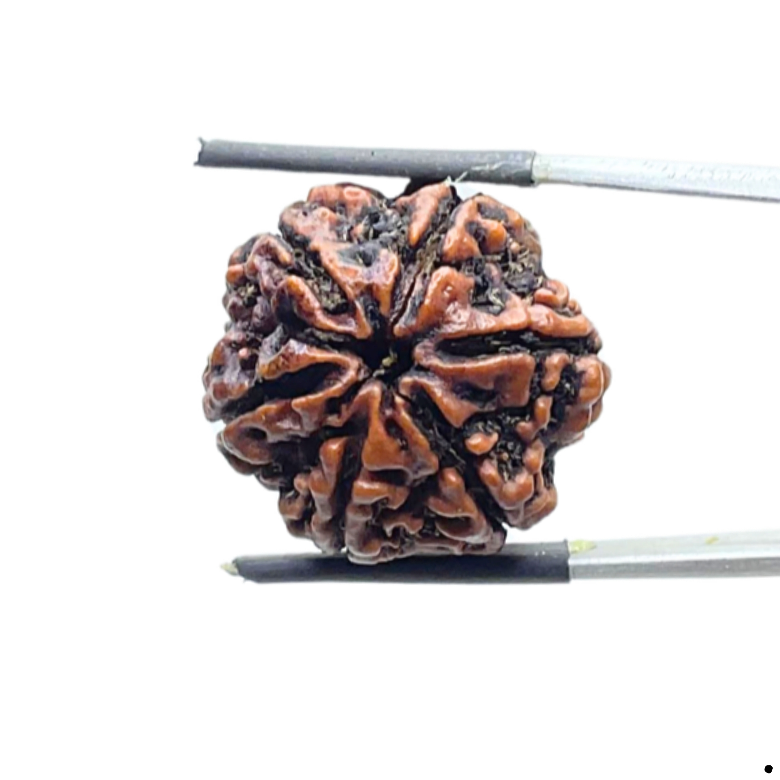 6 Mukhi Rudraksha Nepal ( 23.85 MM)