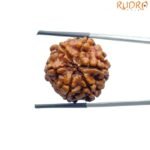 6-Mukhi-Rudraksha-Nepal-24.17-Mm-Bp-C.jpg