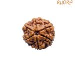6-Mukhi-Rudraksha-Nepal-24.17-Mm-Fp-C.jpg