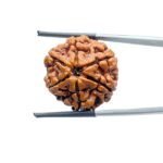 6-Mukhi-Rudraksha-Nepal-24.17-MM-MP-C.jpg