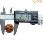 6-Mukhi-Rudraksha-Nepal-24.17-Mm-Op-C.jpg