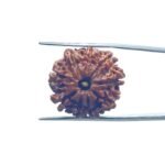 9 Mukhi Nepal Rudraksha - (23.40 MM)