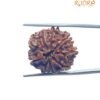 9 Mukhi Nepal Rudraksha - (23.40 Mm)