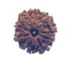 9 Mukhi Nepal Rudraksha - (23.40 Mm)