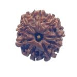 9 Mukhi Nepal Rudraksha - (23.40 Mm)