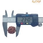 9 Mukhi Nepal Rudraksha - (23.40 Mm)