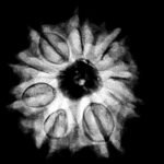 9 Mukhi Nepal Rudraksha - (23.40 Mm) X-Ray