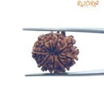 9 Mukhi Rudraksha Nepal - ( 23.10 MM )