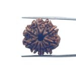 9 Mukhi Rudraksha Nepal - ( 23.25 MM )