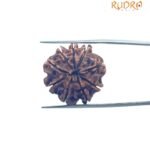 Alternative view of 9 Mukhi Rudraksha Nepal - ( 23.25 MM )