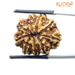 9 Mukhi Rudraksha Nepal - (24.18 MM )