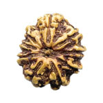 9 Mukhi Rudraksha Nepal - (24.18 MM )