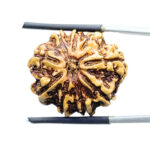 9 Mukhi Rudraksha Nepal - (24.18 MM )