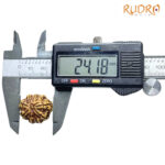 9 Mukhi Rudraksha Nepal - (24.18 MM )