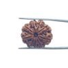 9 Mukhi Rudraksha Nepal - (24.25 Mm )