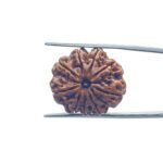 9 Mukhi Rudraksha Nepal - (24.25 MM )
