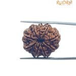 9 Mukhi Rudraksha Nepal - (24.25 MM )