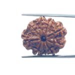 9 Mukhi Rudraksha Nepal - (24.45 MM )