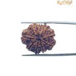 9 Mukhi Rudraksha Nepal - (24.45 MM )