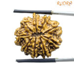 9 Mukhi Rudraksha Nepal - (25.03 MM )