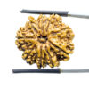 9 Mukhi Rudraksha Nepal - (25.03 MM )