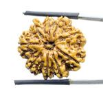 9 Mukhi Rudraksha Nepal - (25.03 MM )