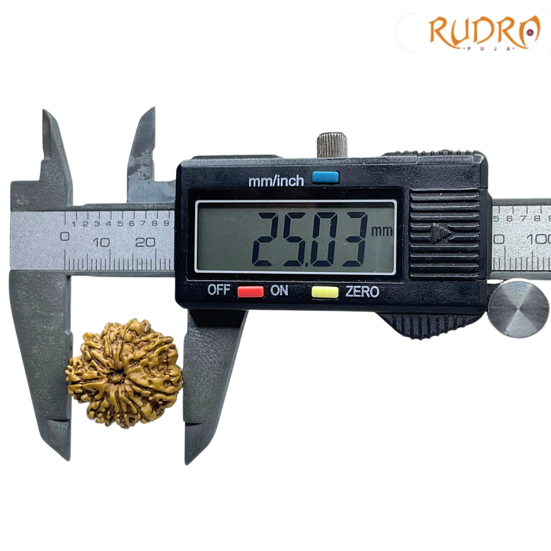 9 Mukhi Rudraksha Nepal - (25.03 MM )