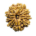 9 Mukhi Rudraksha Nepal - (25.03 MM )