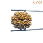 9 Mukhi Rudraksha Nepal - ( 27.40 MM )