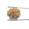 9 Mukhi Rudraksha Nepal - ( 27.40 Mm )