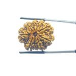 9 Mukhi Rudraksha Nepal - ( 27.40 MM )