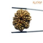 9 Mukhi Rudraksha Nepal - ( 27.40 Mm )