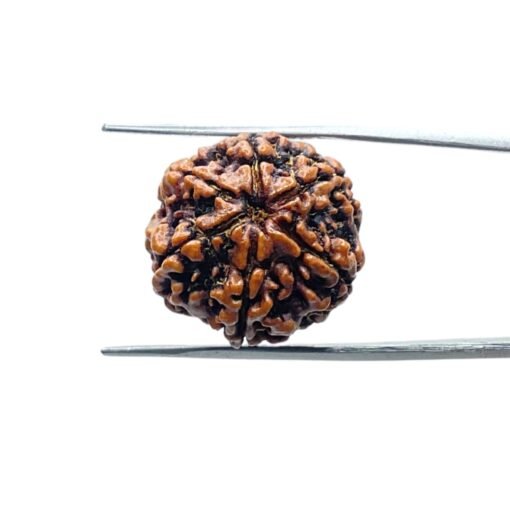 Collector-6-Mukhi-Rudraksha-Nepal-22.19Mm-Mp-C.jpg