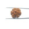Collector-6-Mukhi-Rudraksha-Nepal-22.22Mm-Mp-C.jpg