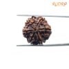 Collector-6-Mukhi-Rudraksha-Nepal-22.25Mm-Bp-C.jpg