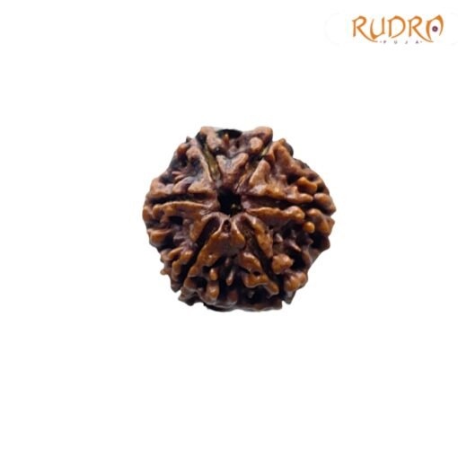 Collector-6-Mukhi-Rudraksha-Nepal-22.25MM-FP-C.jpg