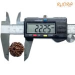 Collector-6-Mukhi-Rudraksha-Nepal-22.25Mm-Mp-C.jpg