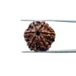 Collector-6-Mukhi-Rudraksha-Nepal-22.25MM-MP-C-2.jpg