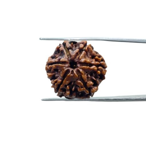 Collector-6-Mukhi-Rudraksha-Nepal-22.25Mm-Mp-C-2.Jpg