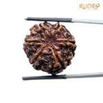 Collector 6 Mukhi Rudraksha Nepal ( 23.30MM)