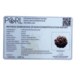 Collector 6 Mukhi Rudraksha Nepal ( 23.30MM)